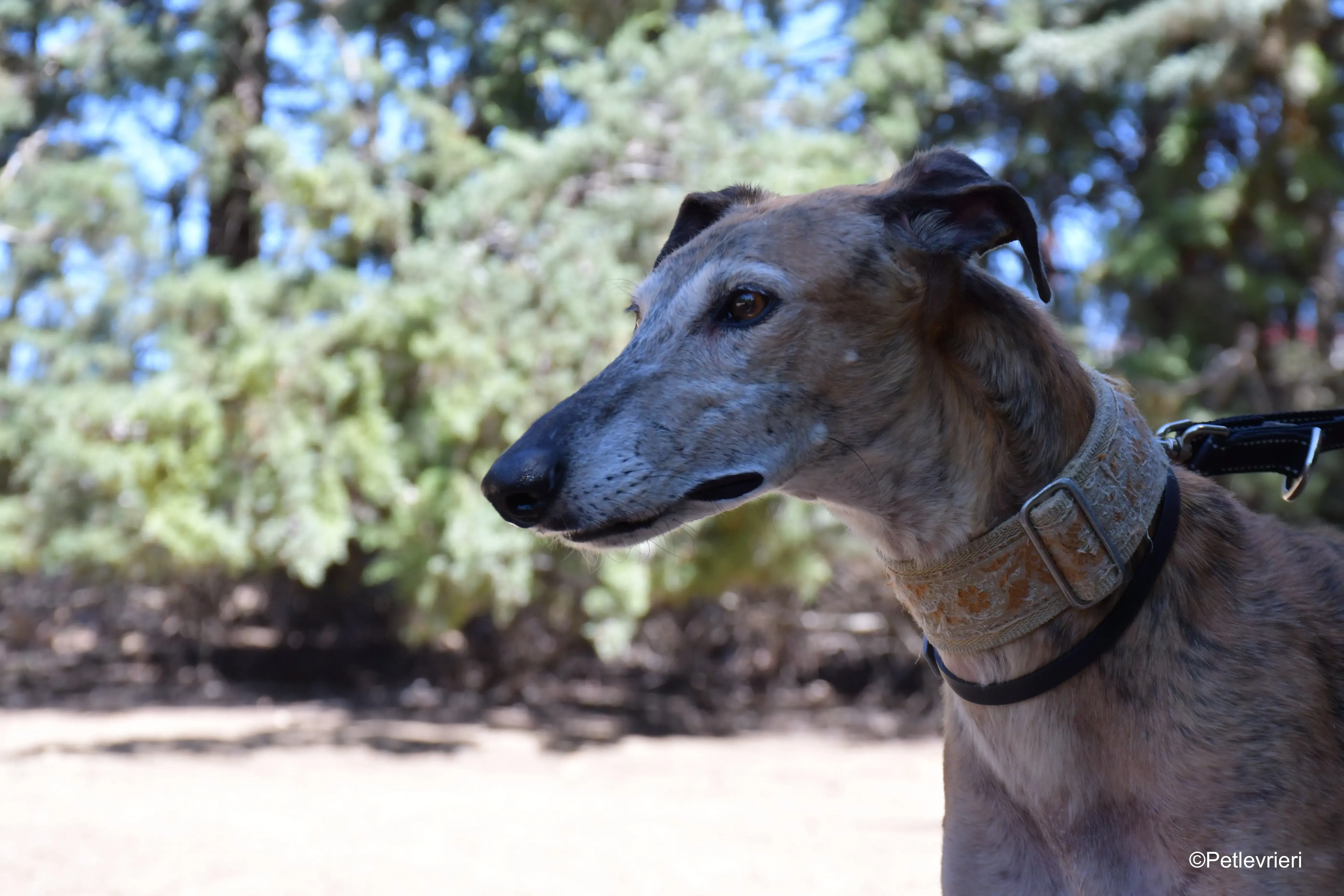 cinzano adozione levrieri galgo 8