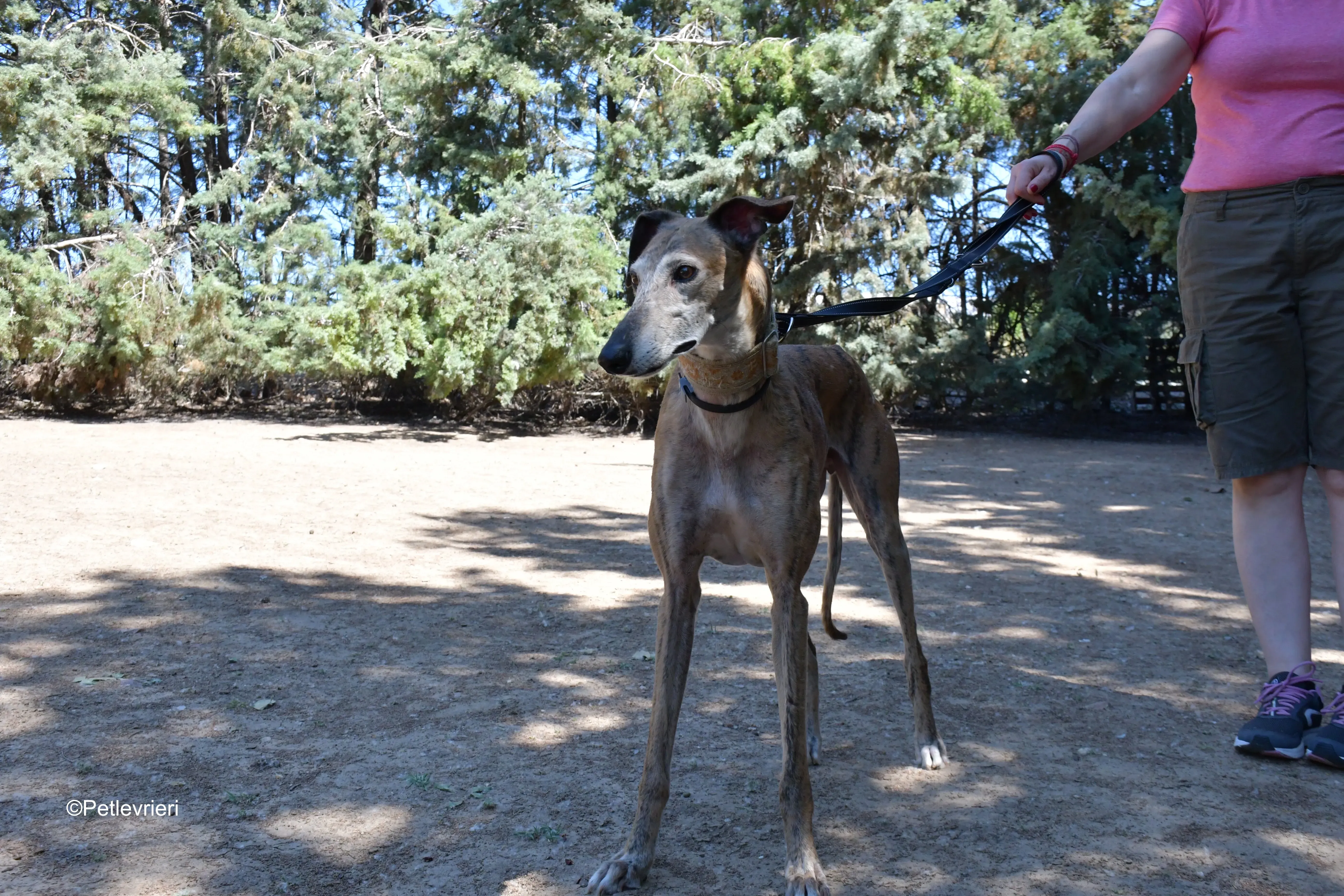 cinzano adozione levrieri galgo 9