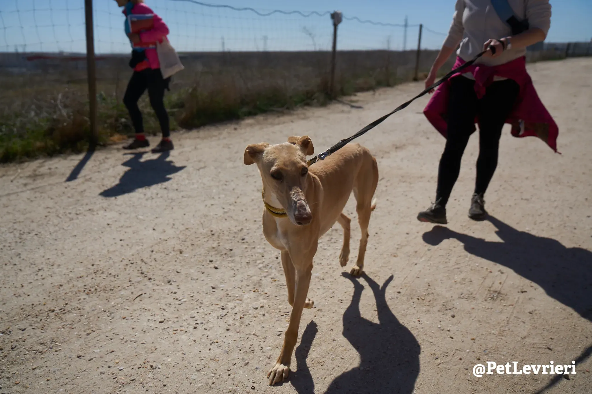 cipria adozione galgo 1
