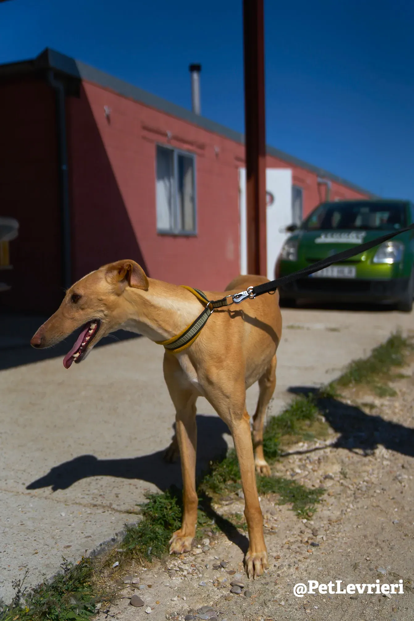 cipria adozione galgo 10