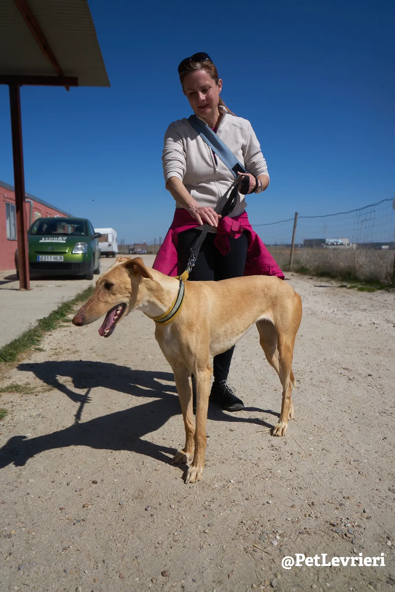cipria adozione galgo 11