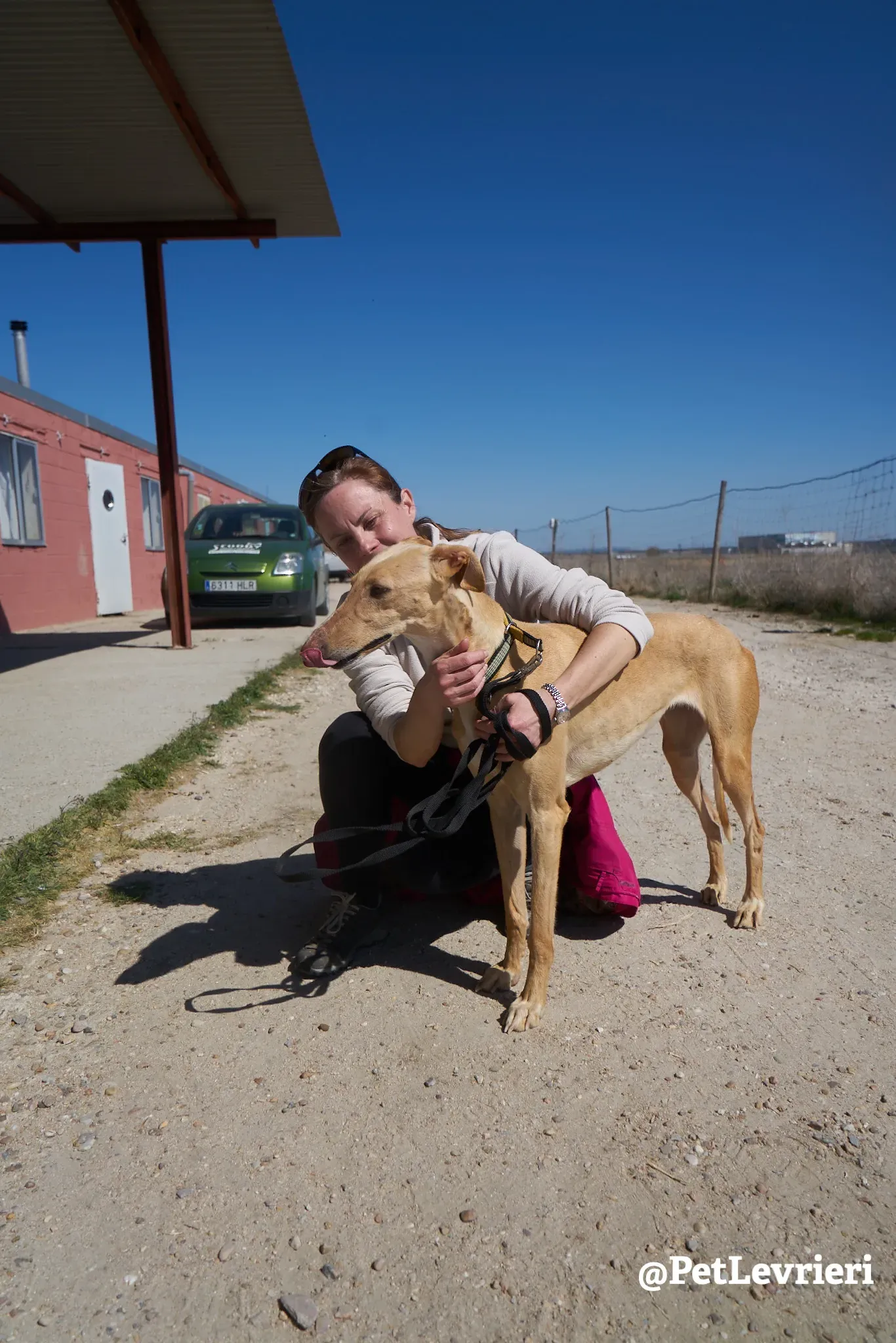 cipria adozione galgo 12