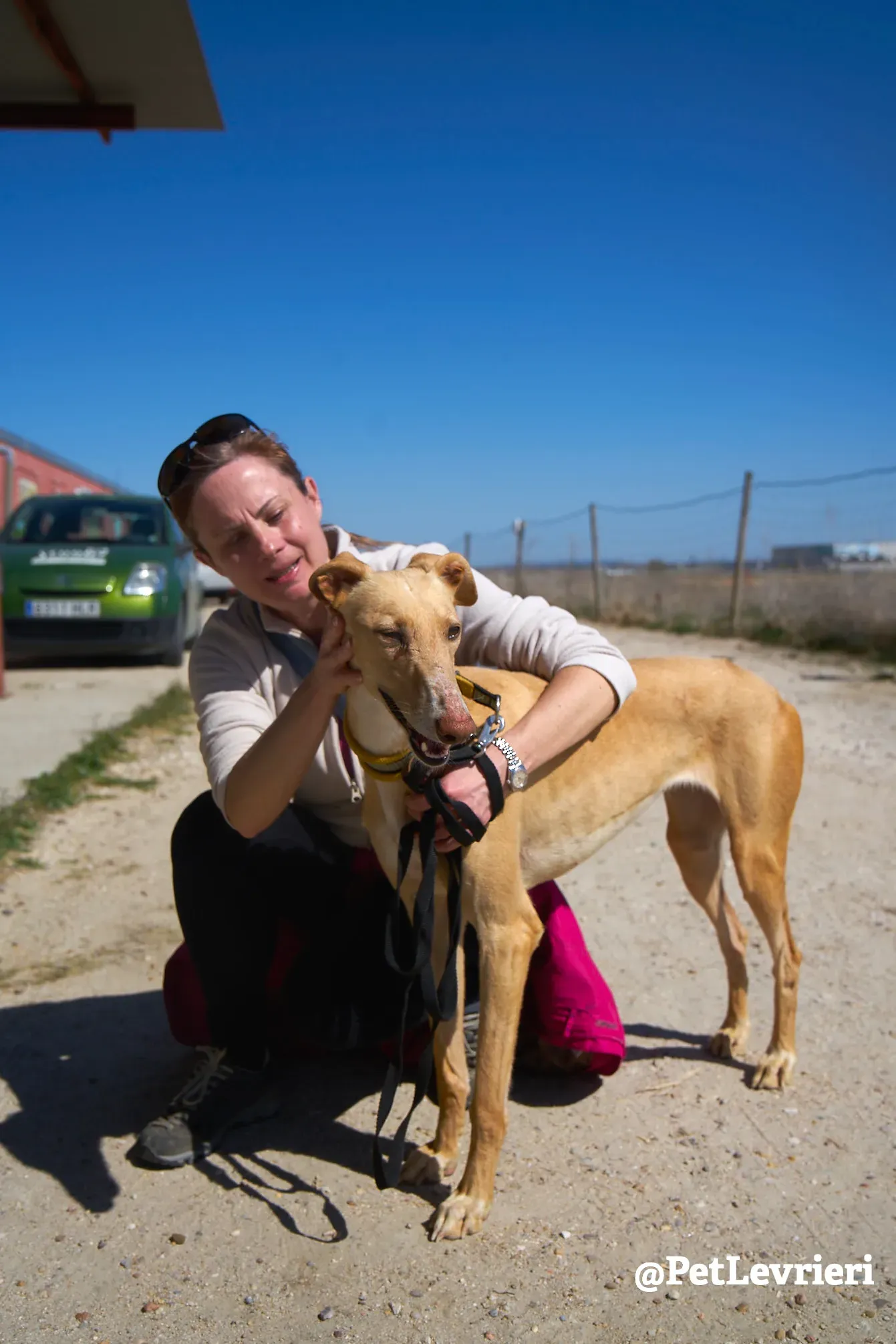cipria adozione galgo 13