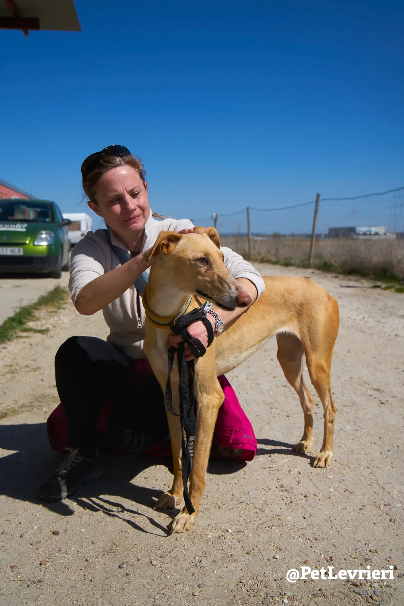 cipria adozione galgo 14