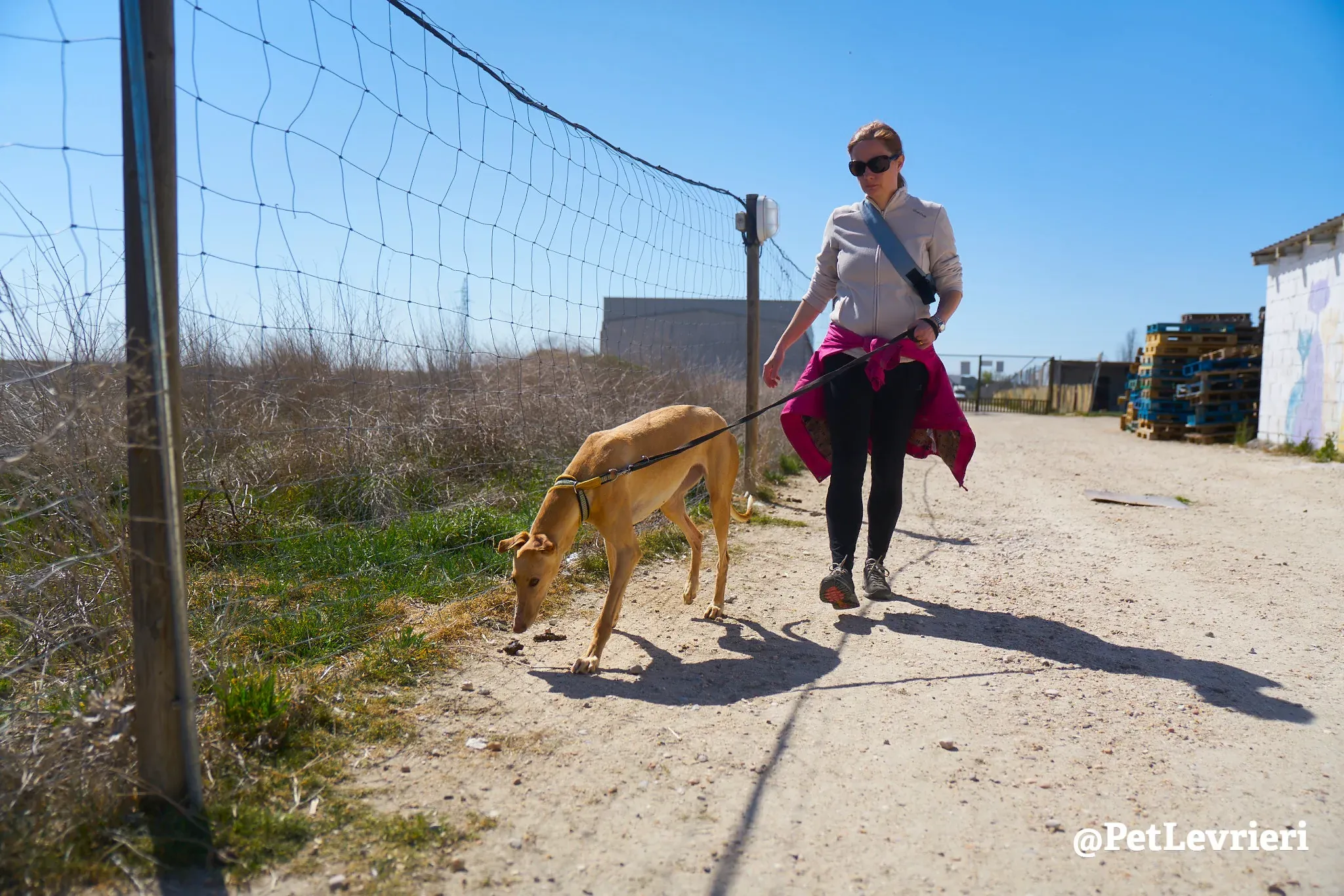 cipria adozione galgo 2