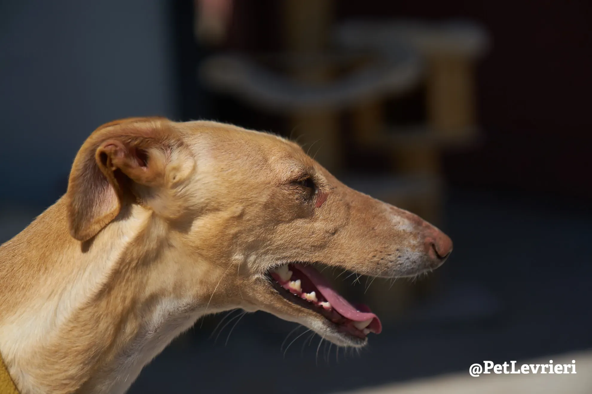 cipria adozione galgo 3