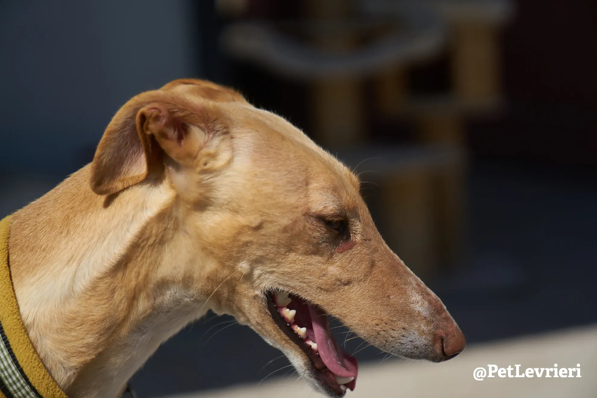 cipria adozione galgo 4