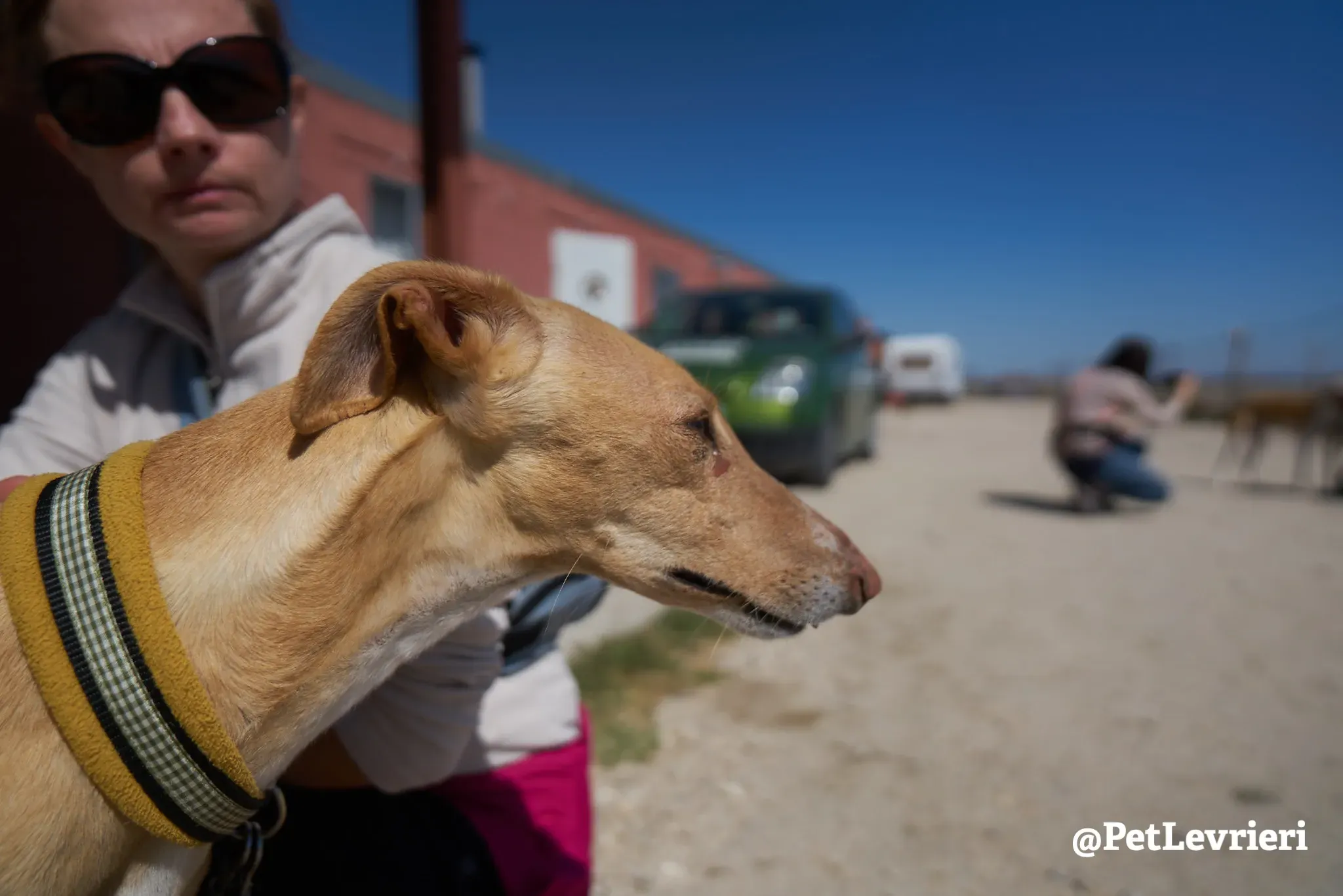 cipria adozione galgo 5