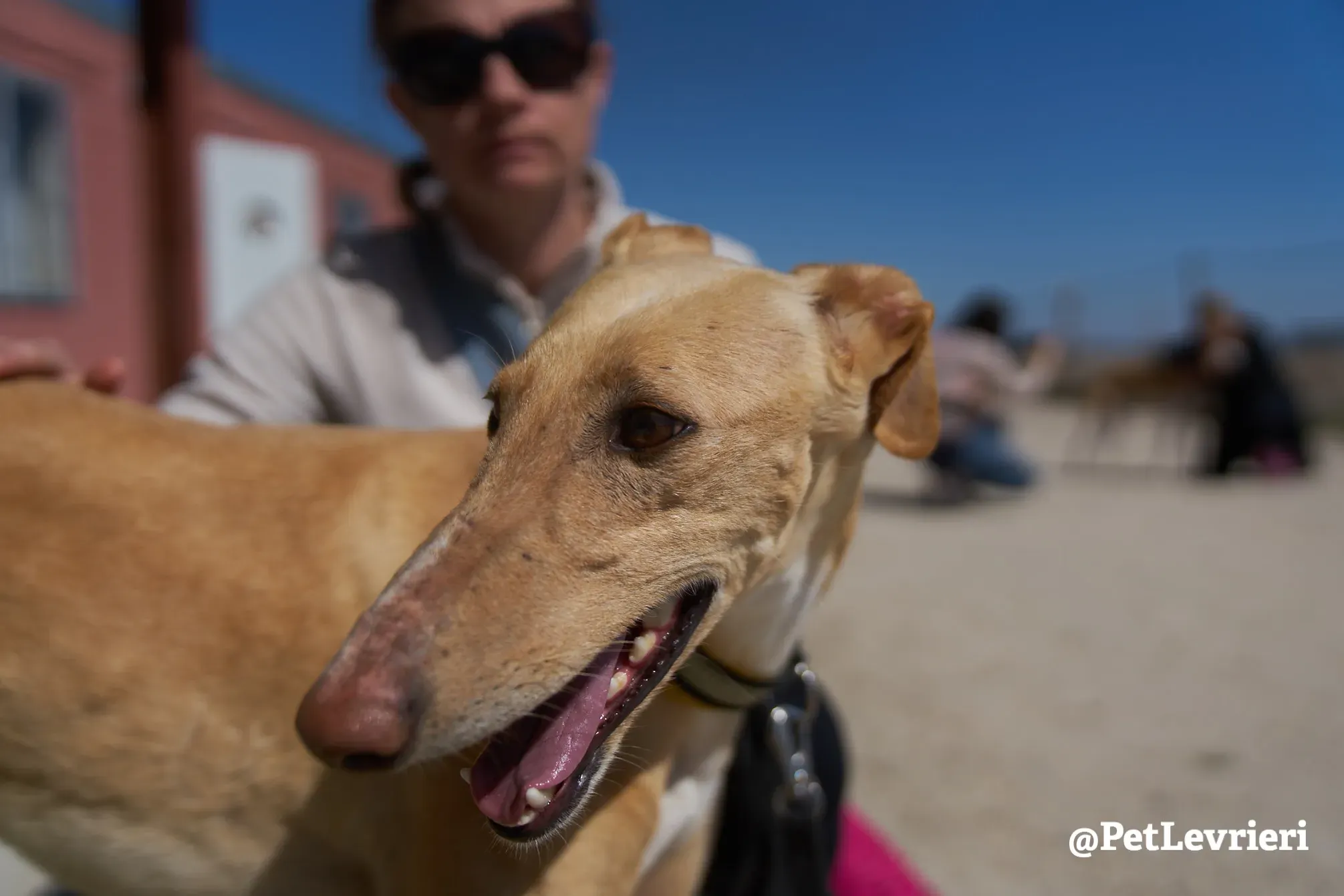 cipria adozione galgo 6