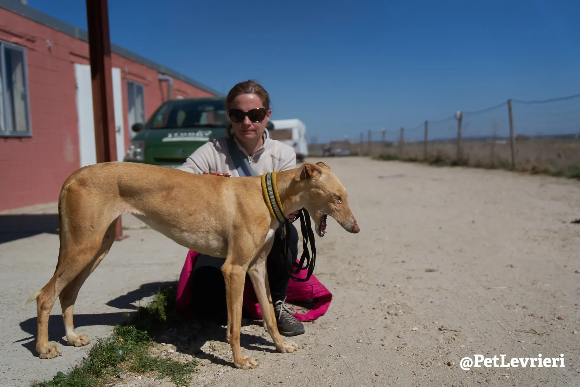cipria adozione galgo 7