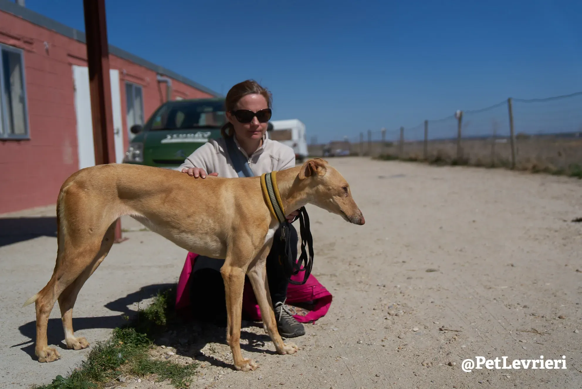 cipria adozione galgo 8