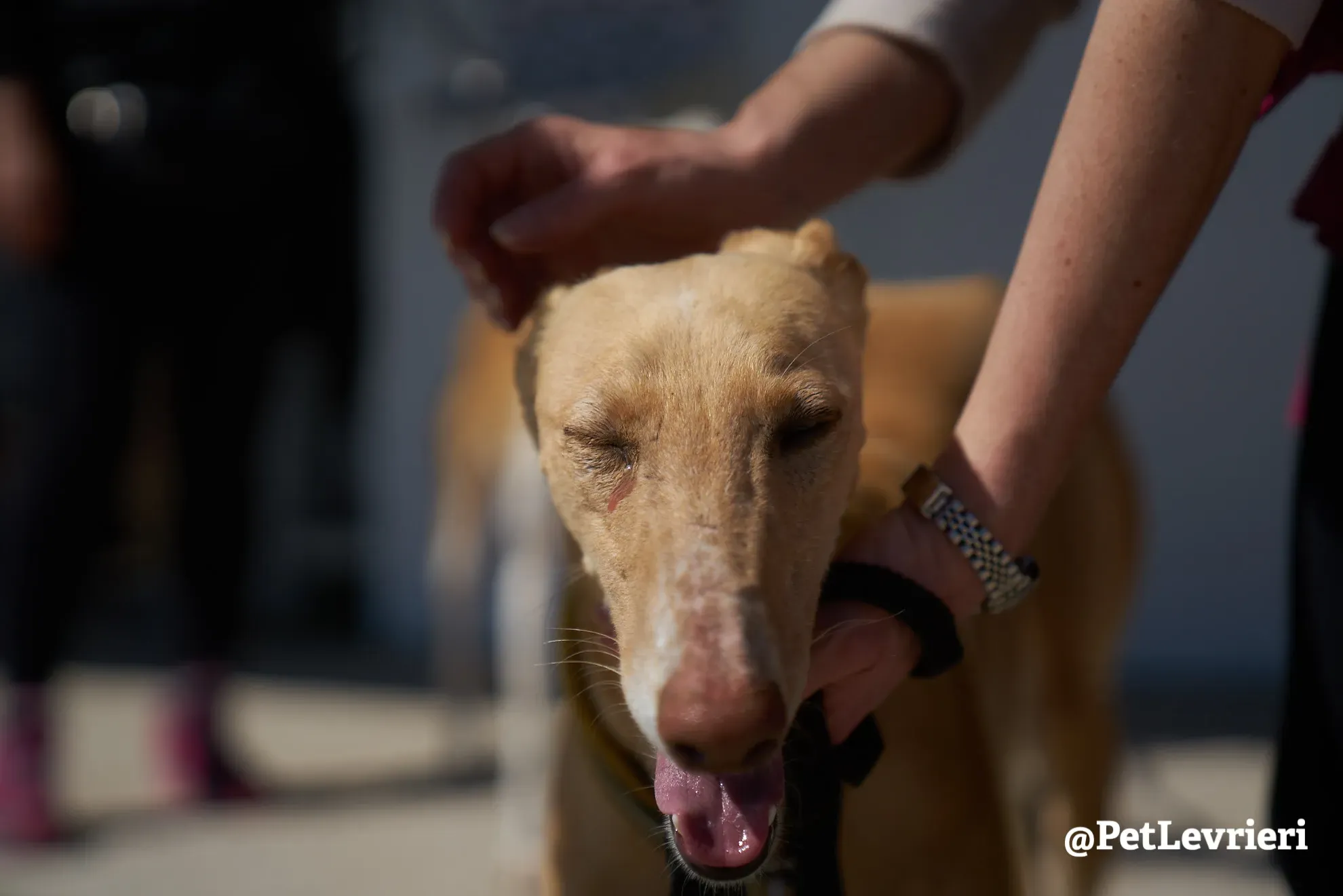 cipria adozione galgo 9