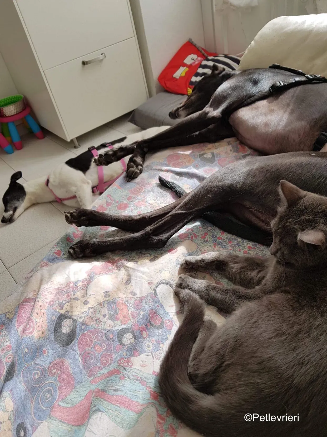 ciss adozione levrieri greyhound lurcher 1