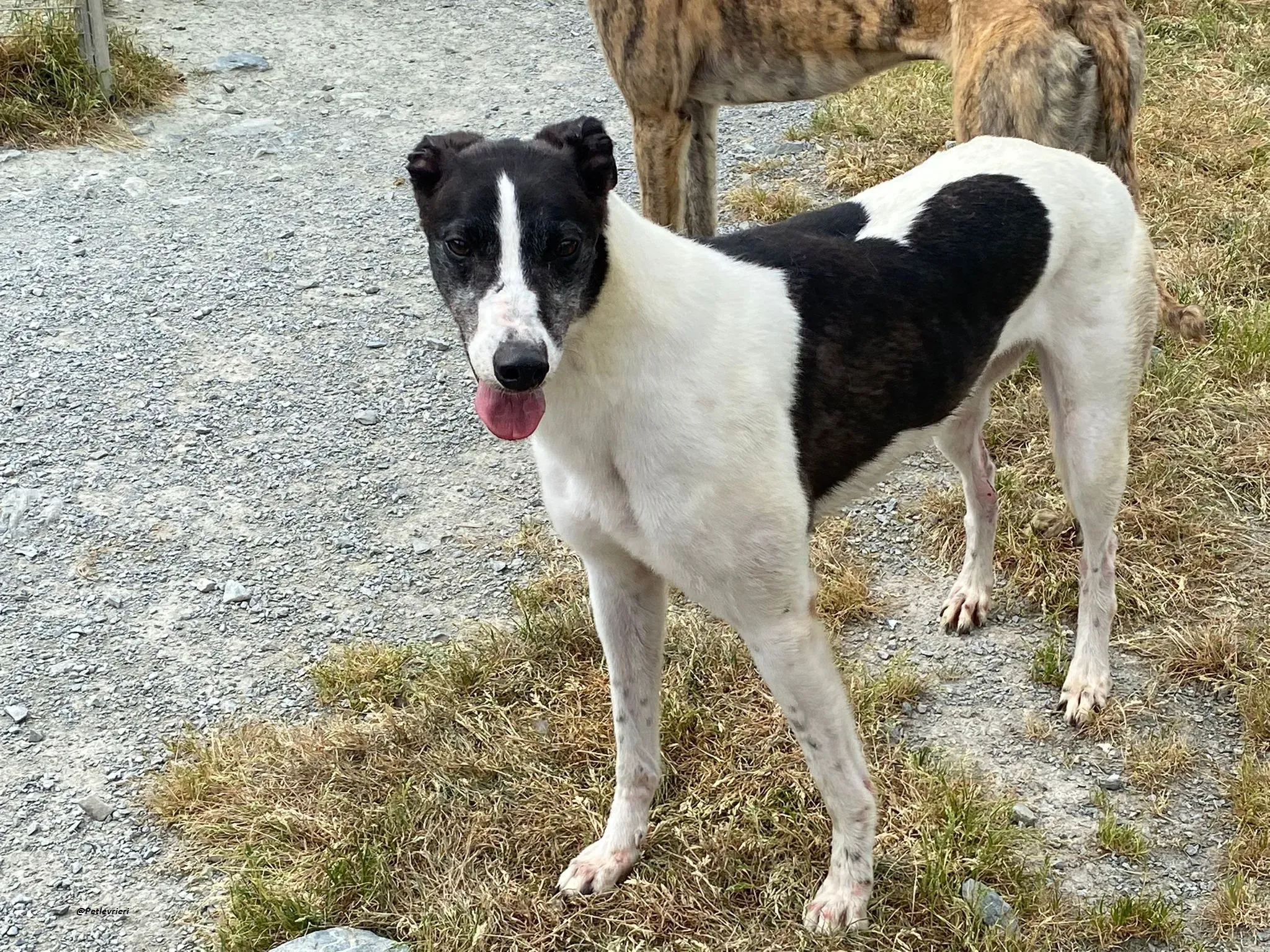 ciss adozionelevrieri greyhound 3