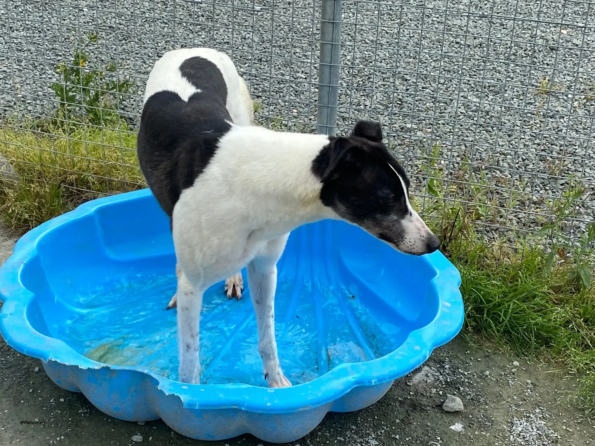 ciss adozionelevrieri greyhound 4