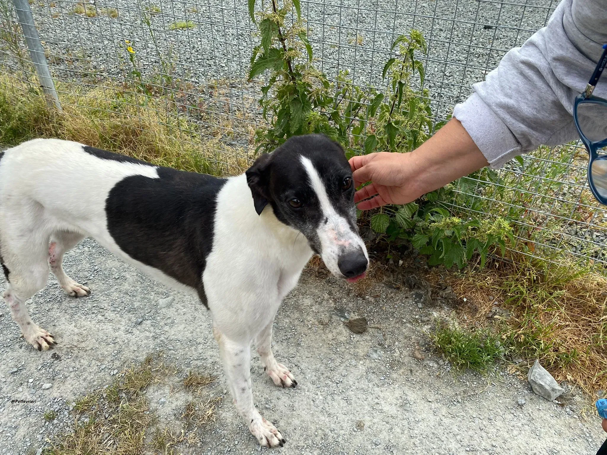 ciss adozionelevrieri greyhound 7