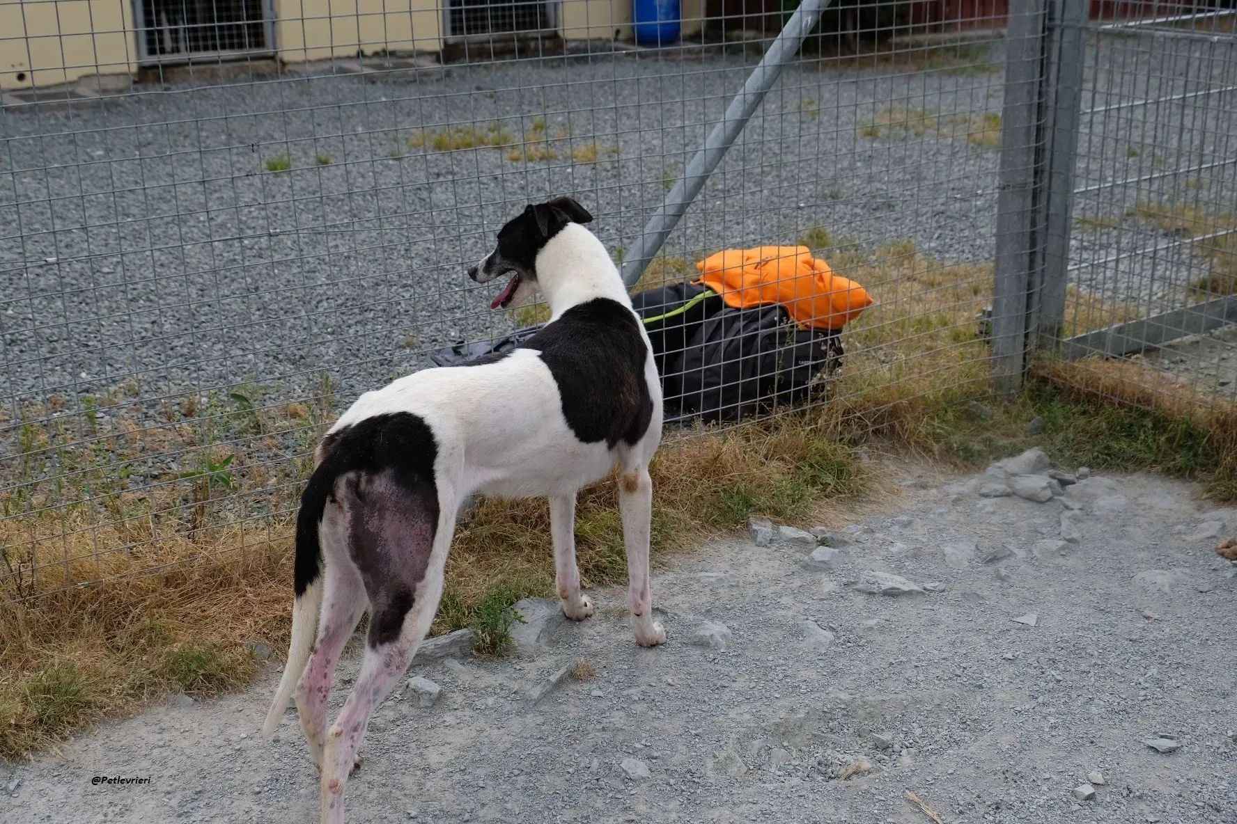 ciss adozionelevrieri greyhound 8
