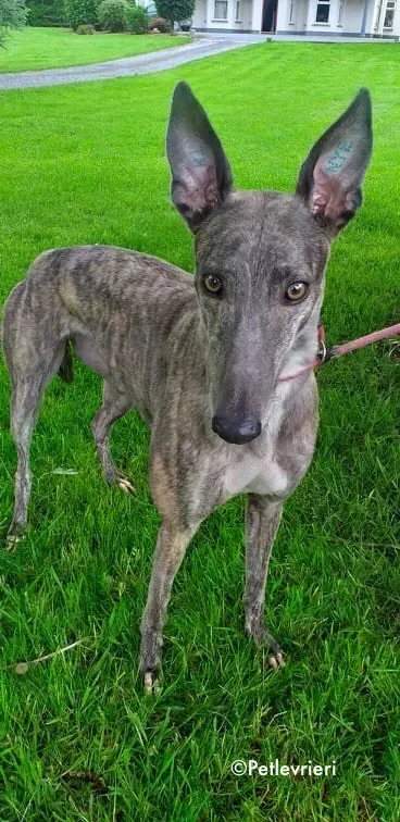 clara adozione levrieri greyhound 1 1