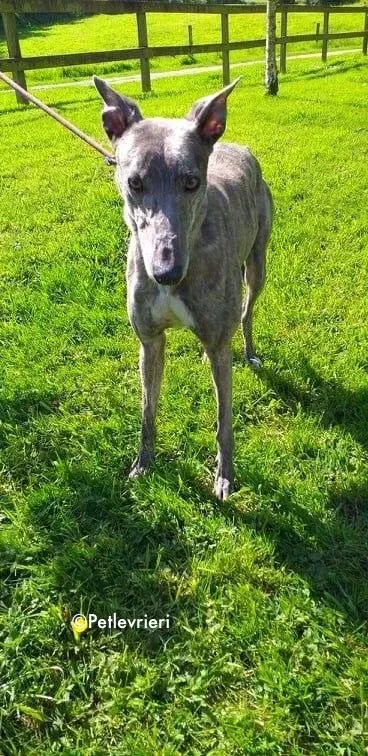clara adozione levrieri greyhound 1