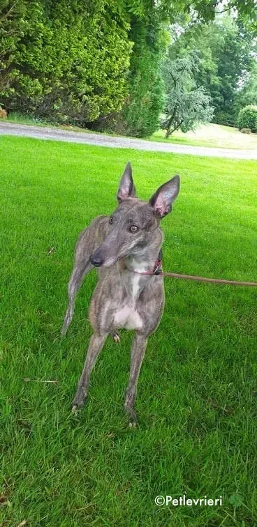 clara adozione levrieri greyhound 2 2