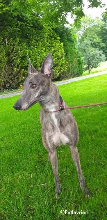 clara adozione levrieri greyhound 3 1
