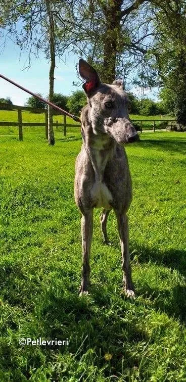 clara adozione levrieri greyhound 3