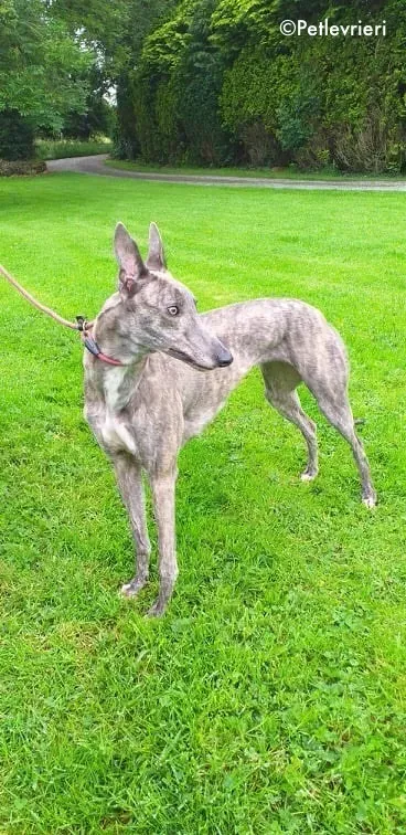 clara adozione levrieri greyhound 4 1