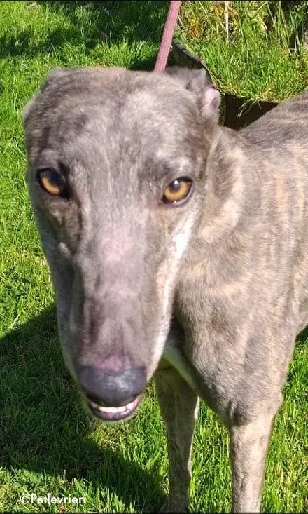 clara adozione levrieri greyhound 4
