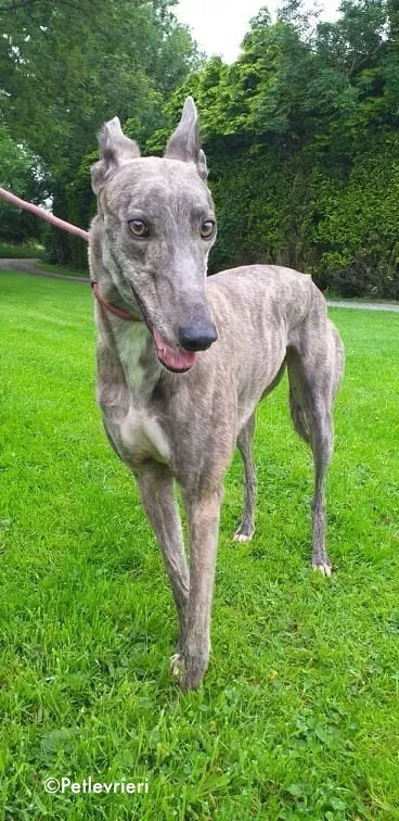 clara adozione levrieri greyhound 5 1