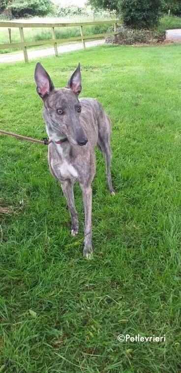 clara adozione levrieri greyhound 5
