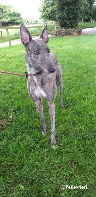 clara adozione levrieri greyhound 6