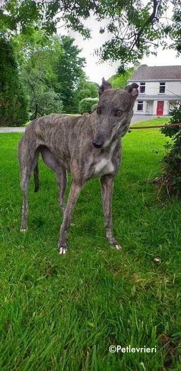 clara adozione levrieri greyhound 7