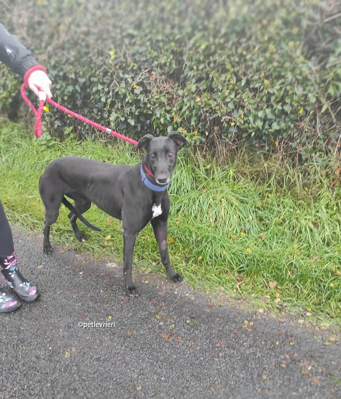 clara greyhound adozione pet levrieri 05 1