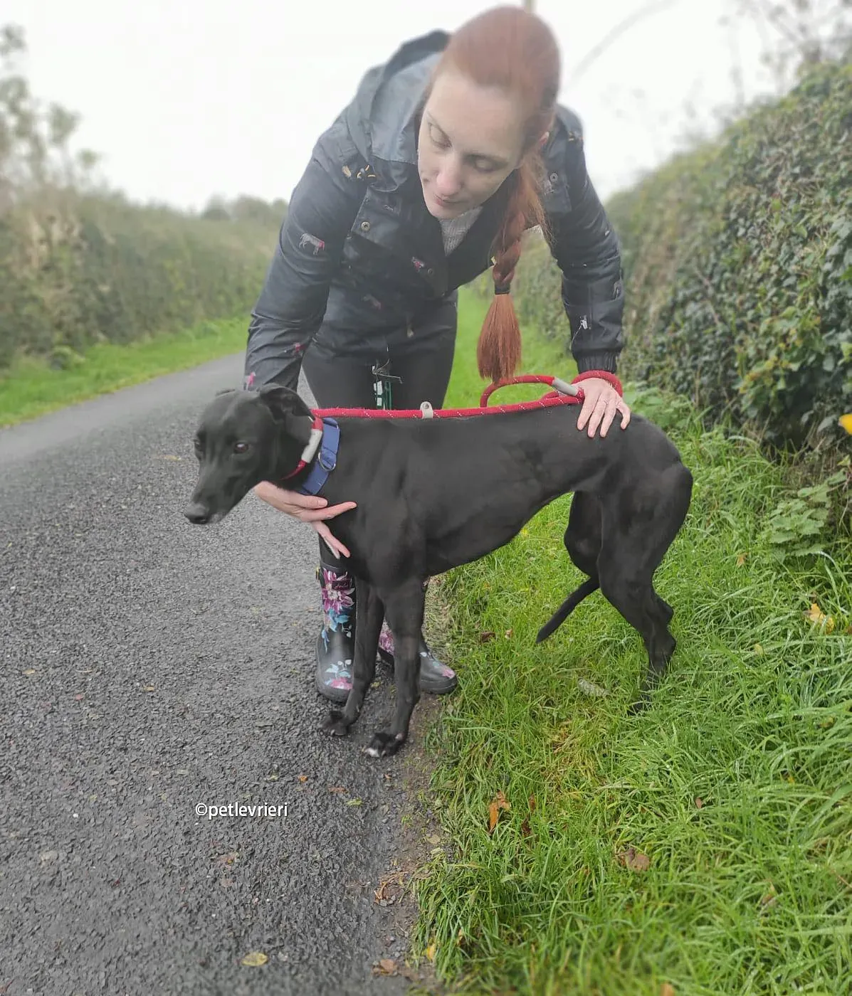 clara greyhound adozione pet levrieri 10 1