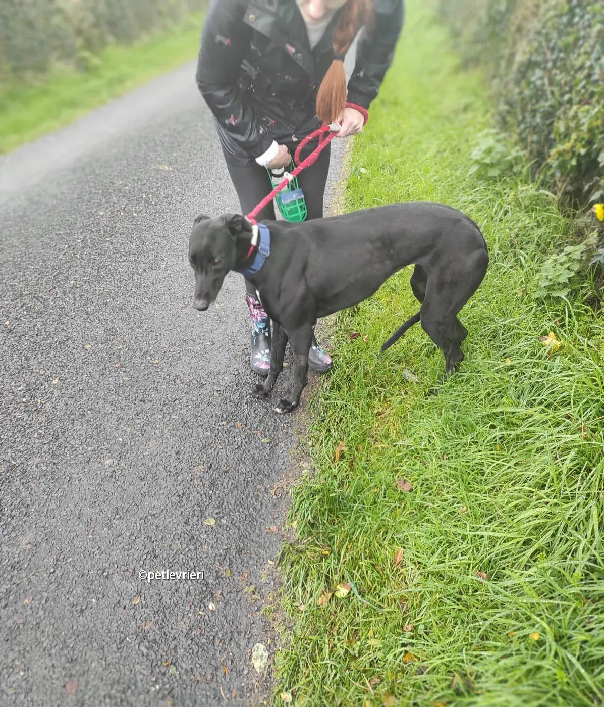 clara greyhound adozione pet levrieri 12 1