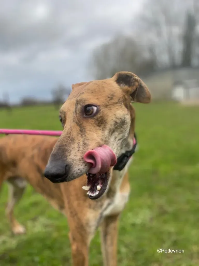 clarence adozione levrieri greyhound 1