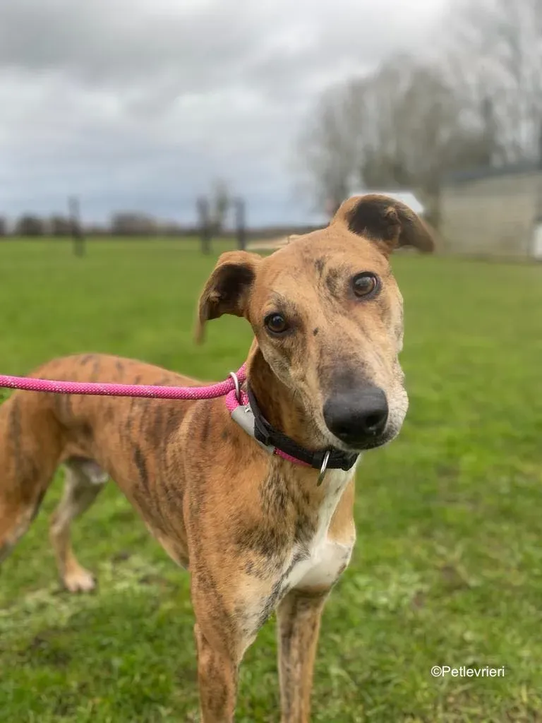 clarence adozione levrieri greyhound 10