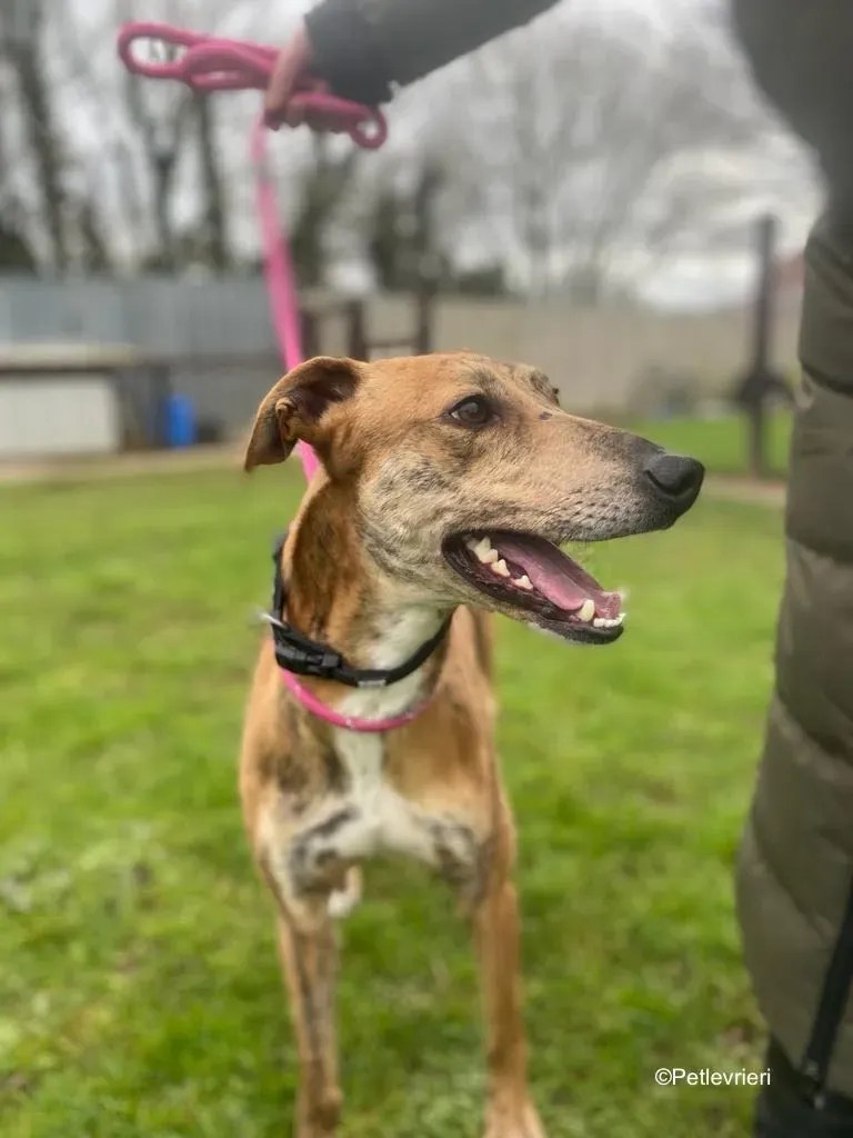 clarence adozione levrieri greyhound 12