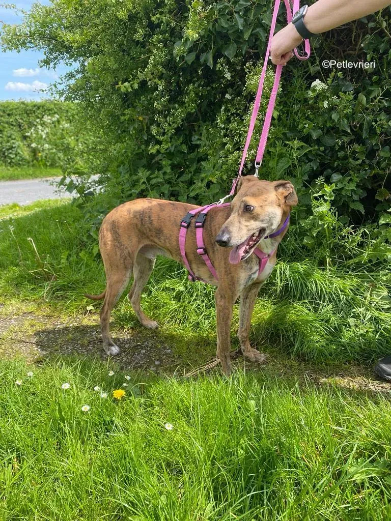 clarence adozione levrieri greyhound 13