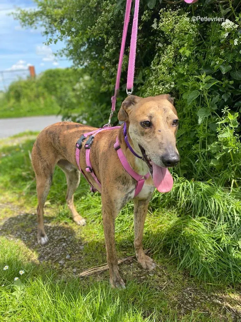 clarence adozione levrieri greyhound 14