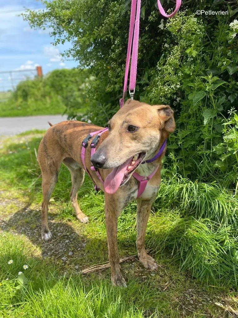 clarence adozione levrieri greyhound 15