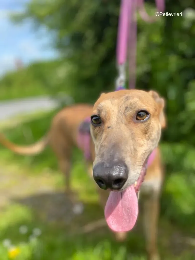 clarence adozione levrieri greyhound 16