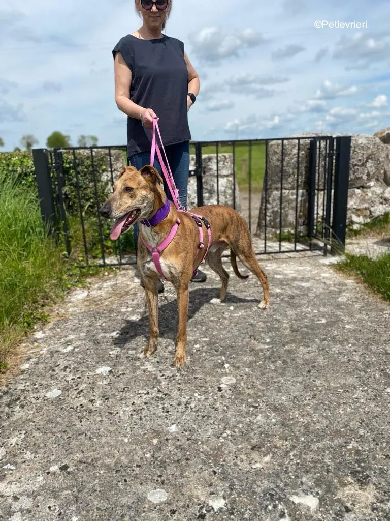 clarence adozione levrieri greyhound 17