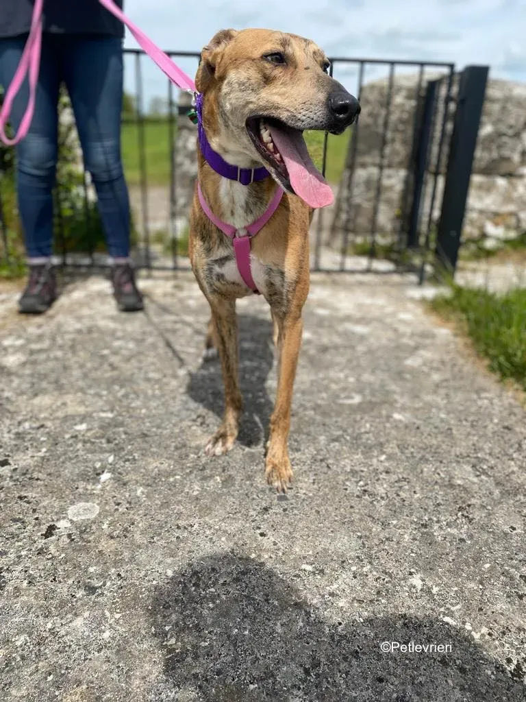 clarence adozione levrieri greyhound 18