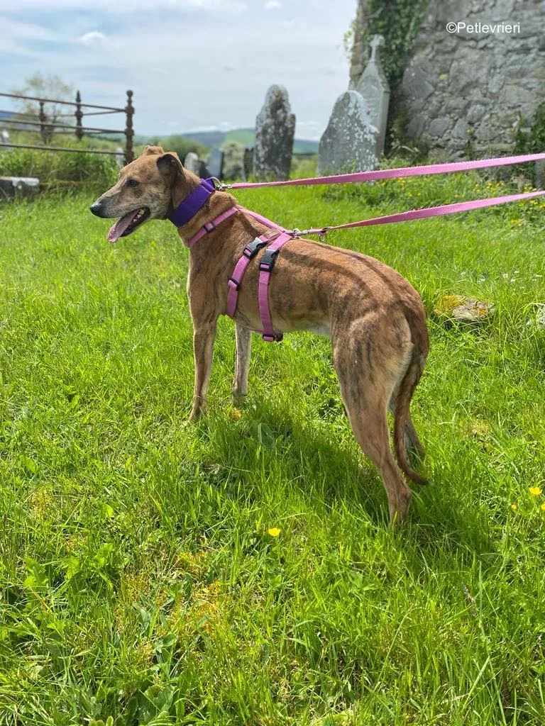 clarence adozione levrieri greyhound 19