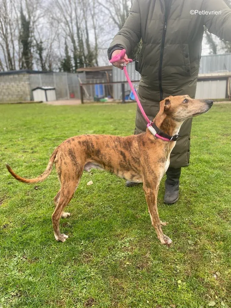 clarence adozione levrieri greyhound 2