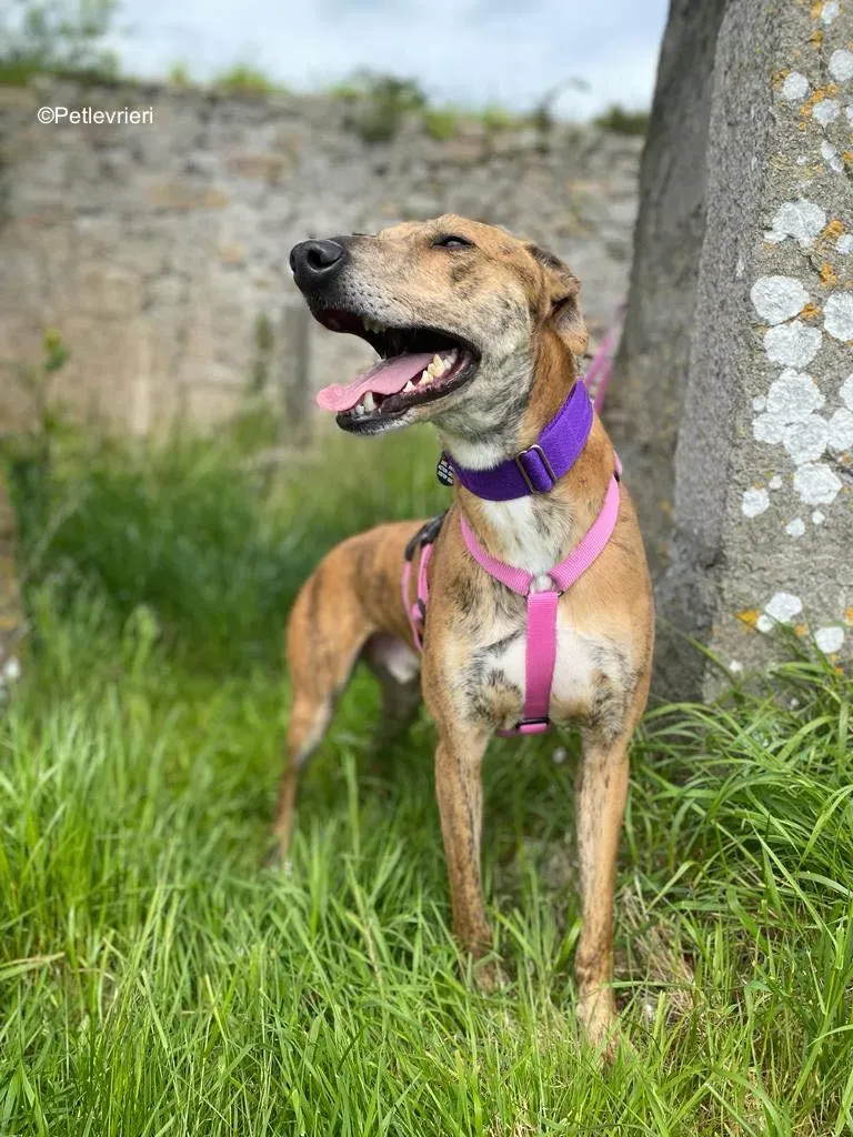 clarence adozione levrieri greyhound 20