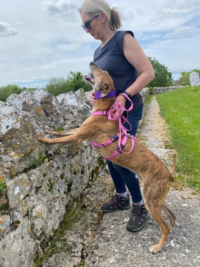 clarence adozione levrieri greyhound 21