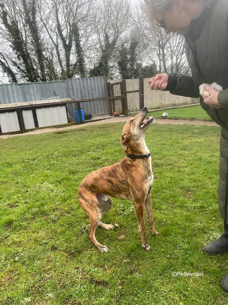 clarence adozione levrieri greyhound 3