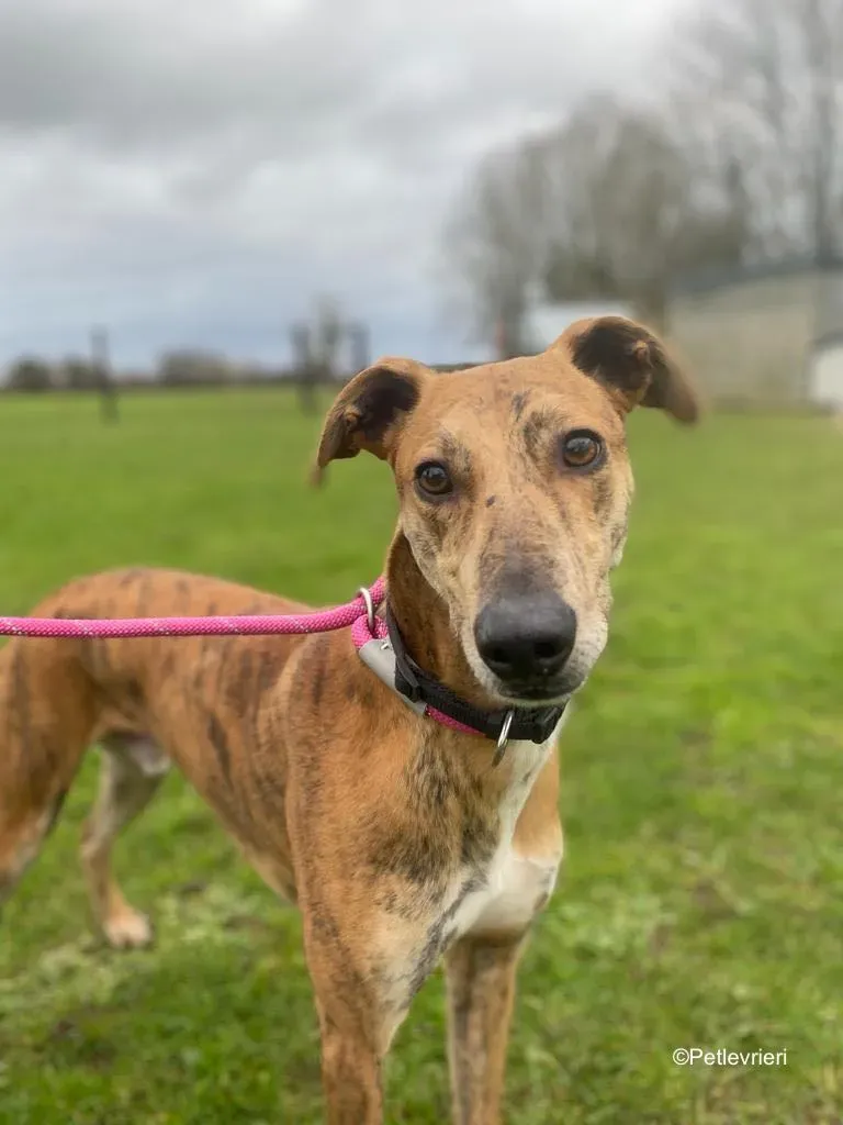 clarence adozione levrieri greyhound 4